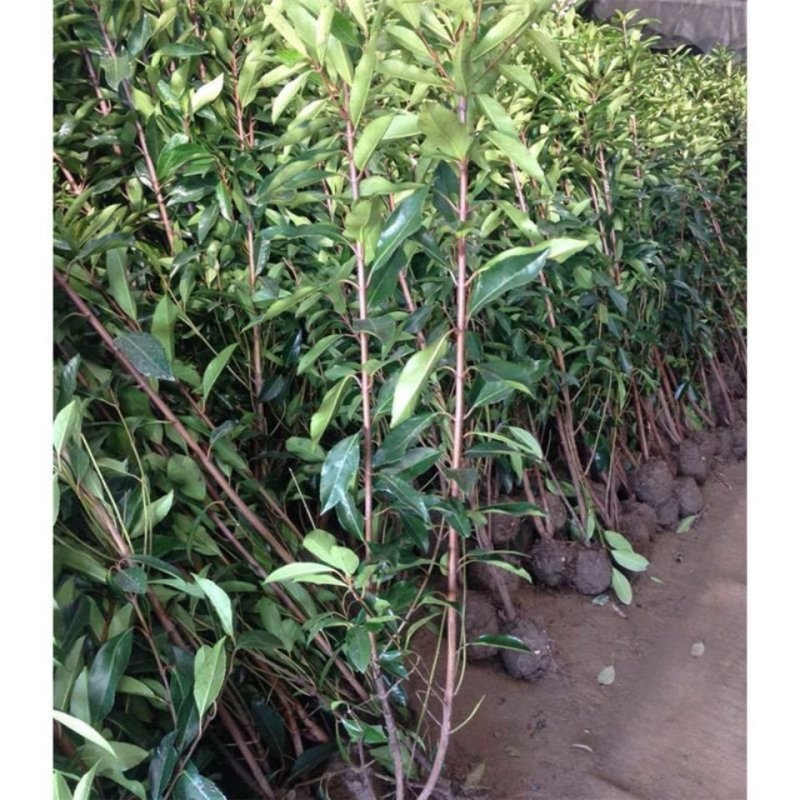 法国冬青苗冬青树苗，篱笆专用植物