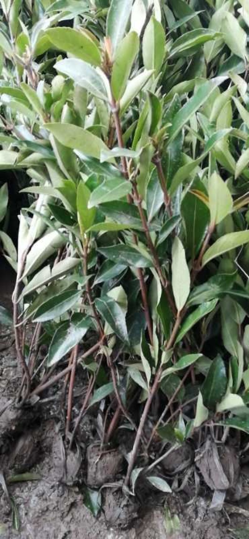 法国冬青苗冬青树苗，篱笆专用植物