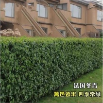 法国冬青苗冬青树苗，篱笆专用植物