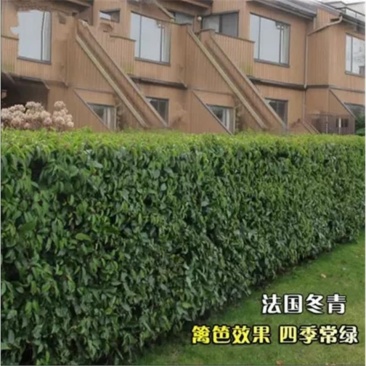 法国冬青苗冬青树苗，篱笆专用植物