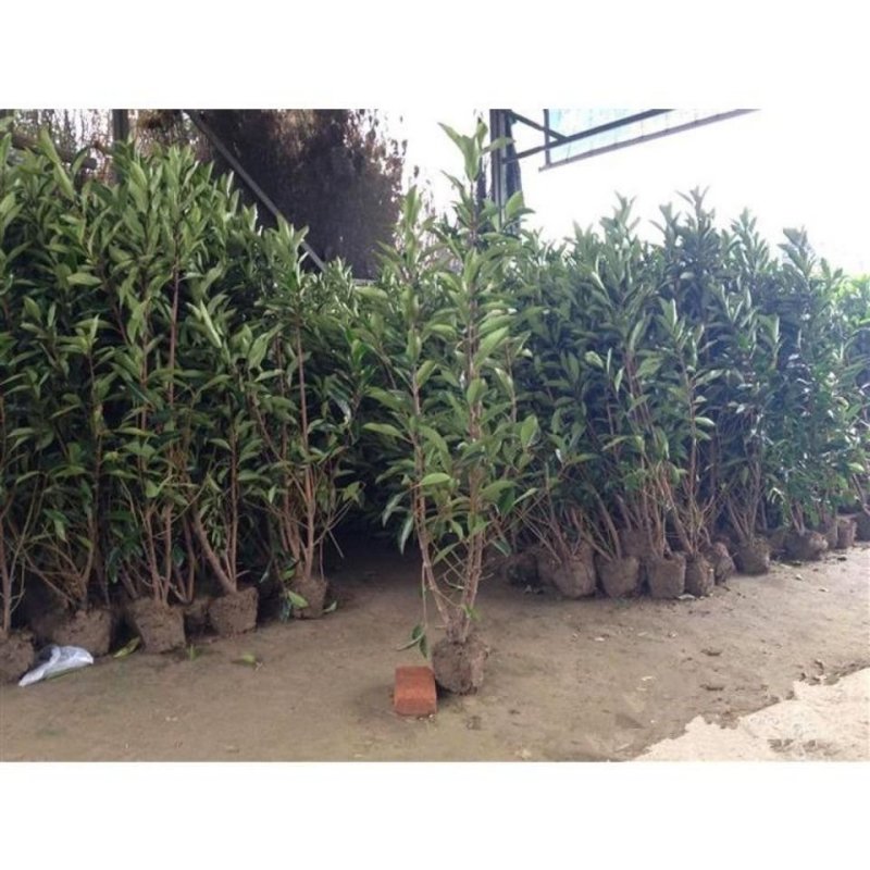 法国冬青苗冬青树苗，篱笆专用植物