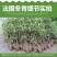 法国冬青苗冬青树苗，篱笆专用植物