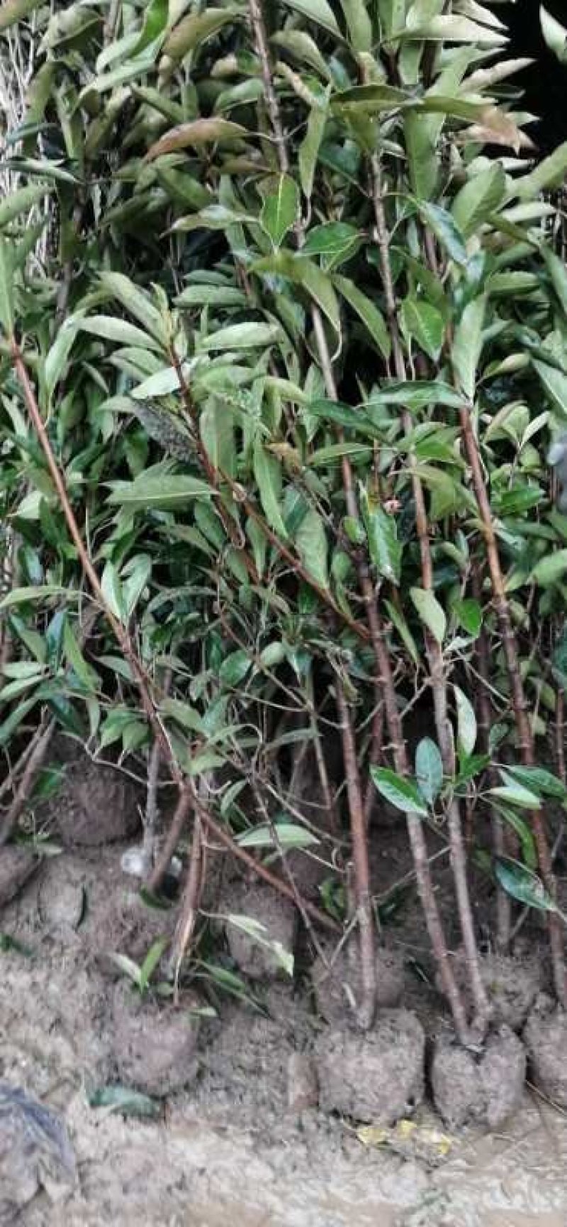 法国冬青苗冬青树苗，篱笆专用植物