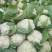 精品菜花松花菜大量上市品质保证一手货源量大从优