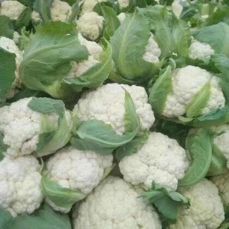 精品菜花松花菜大量上市品质保证一手货源量大从优