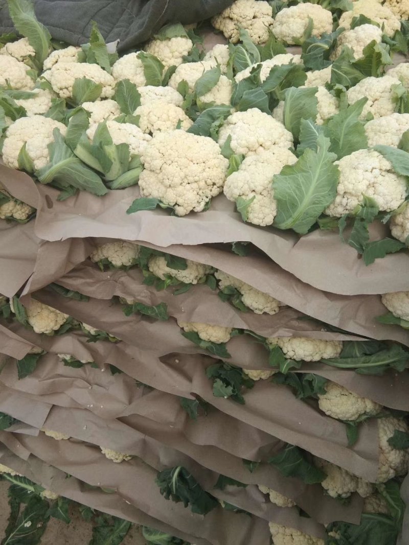 精品菜花松花菜大量上市品质保证一手货源量大从优