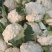 精品菜花松花菜大量上市品质保证一手货源量大从优