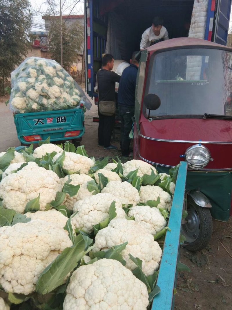 精品菜花松花菜大量上市品质保证一手货源量大从优