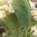 精品菜花松花菜大量上市品质保证一手货源量大从优