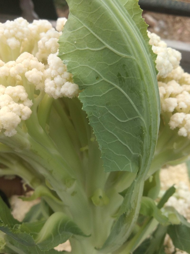 精品菜花松花菜大量上市品质保证一手货源量大从优