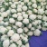 精品菜花松花菜大量上市品质保证一手货源量大从优
