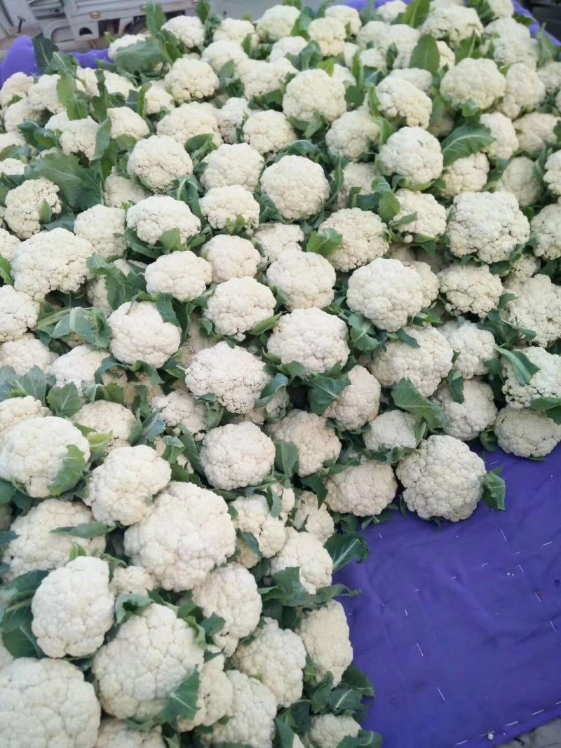 精品菜花松花菜大量上市品质保证一手货源量大从优
