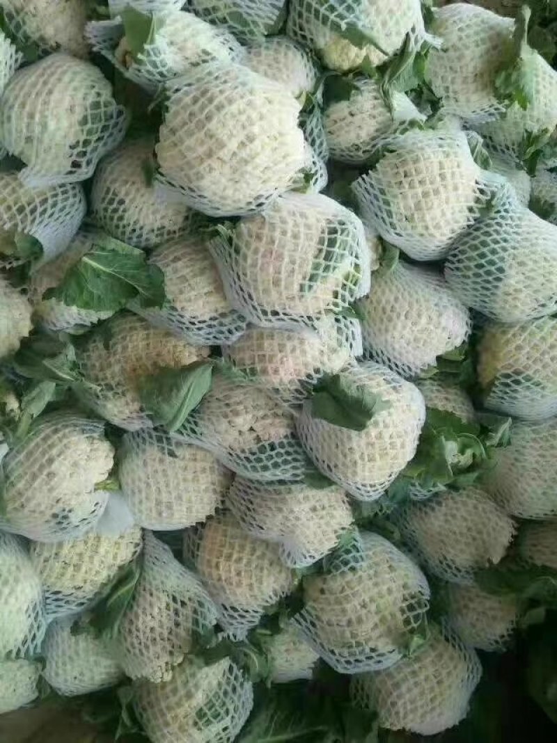 精品菜花松花菜大量上市品质保证一手货源量大从优