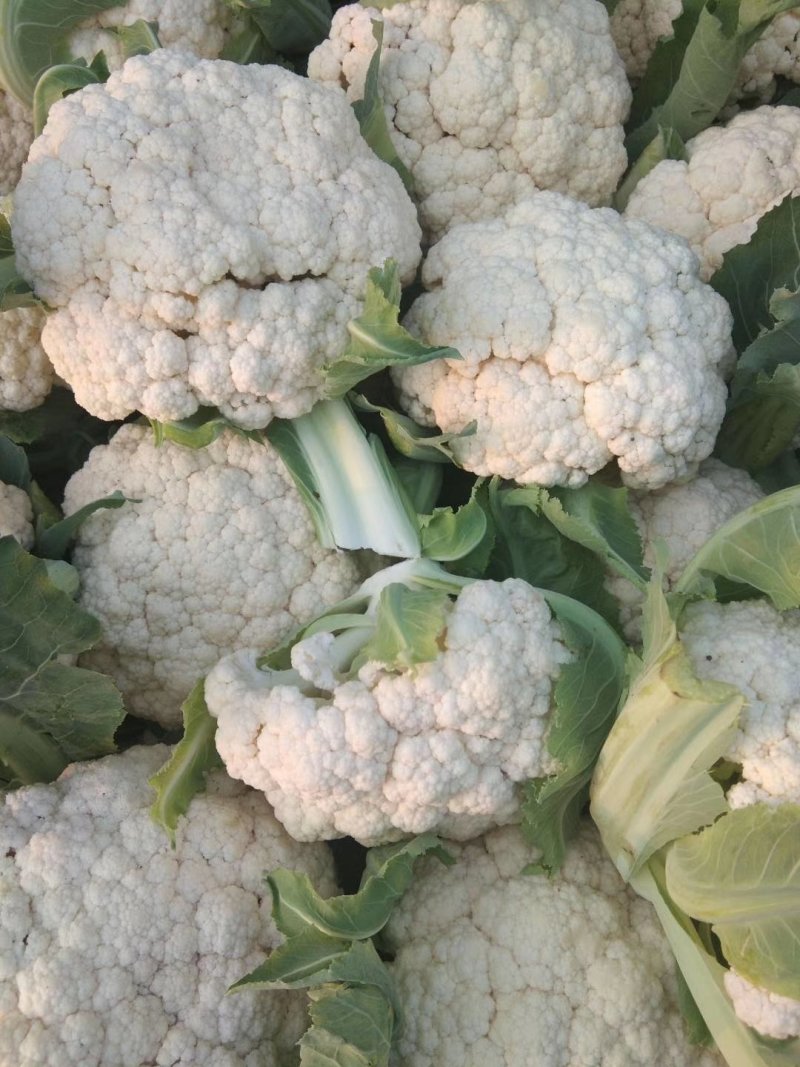 精品菜花松花菜大量上市品质保证一手货源量大从优
