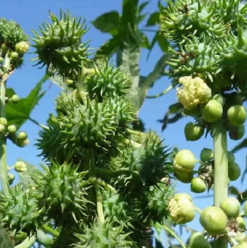 蓖麻种子四季易种易活药用价值可观产量高