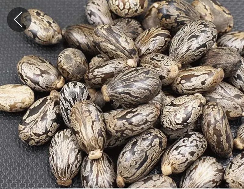 蓖麻种子四季易种易活药用价值可观产量高
