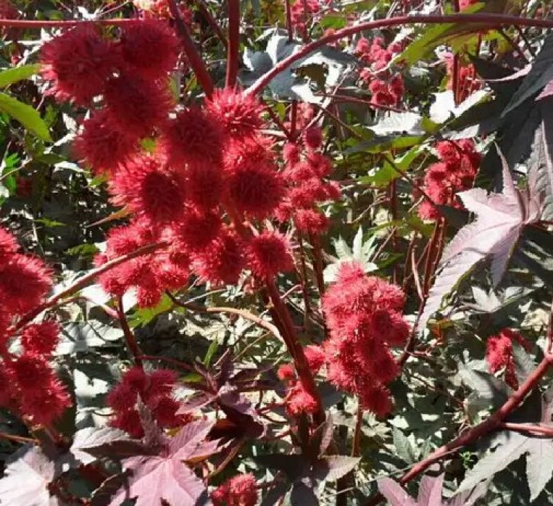 蓖麻种子四季易种易活药用价值可观产量高