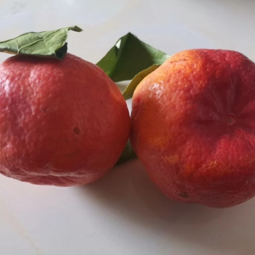 媛红碰柑枝条，苗木，果子