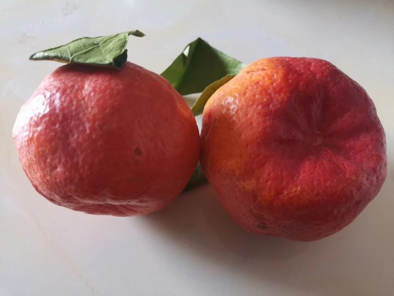 媛红碰柑枝条，苗木，果子