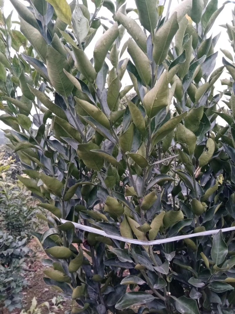 媛红碰柑枝条，苗木，果子