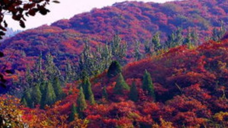 黄栌种子红栌种子新采精选彩叶树种子红叶绿化苗木种