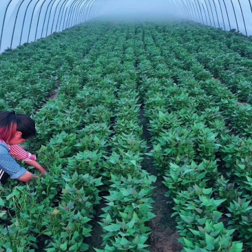 白心红薯苗白心薯苗白心板薯苗包回收白心粉面红薯苗