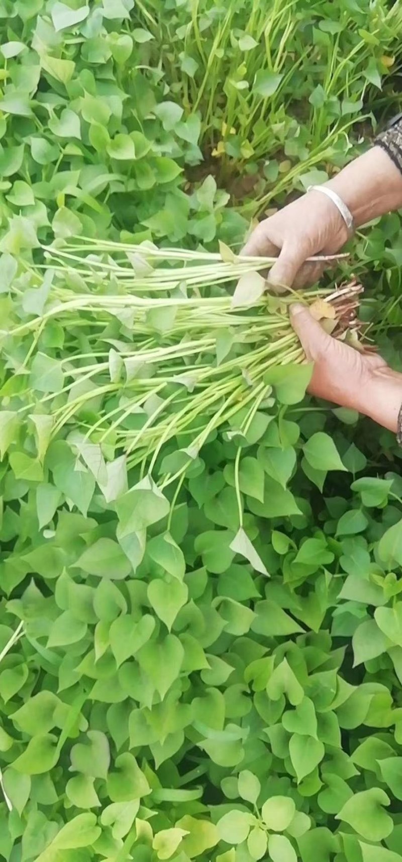 白心红薯苗白心薯苗白心板薯苗包回收白心粉面红薯苗