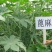 蓖麻种子蓖麻子红蓖麻籽绿青蓖麻种子八麻子
