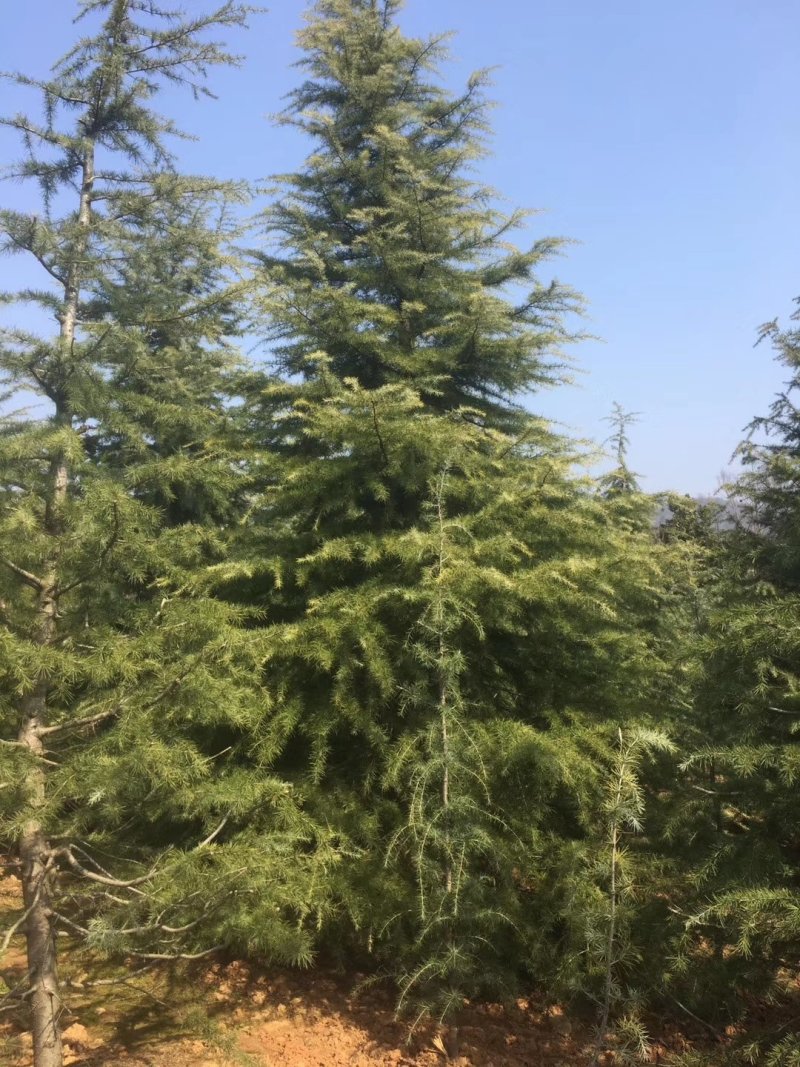 南京雪松基地基地大规格雪松优势多多欢迎实地考察