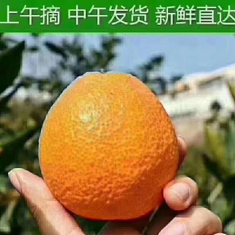 石棉黄果柑酸甜柑橘鲜甜多汁当季新鲜水果产地直销