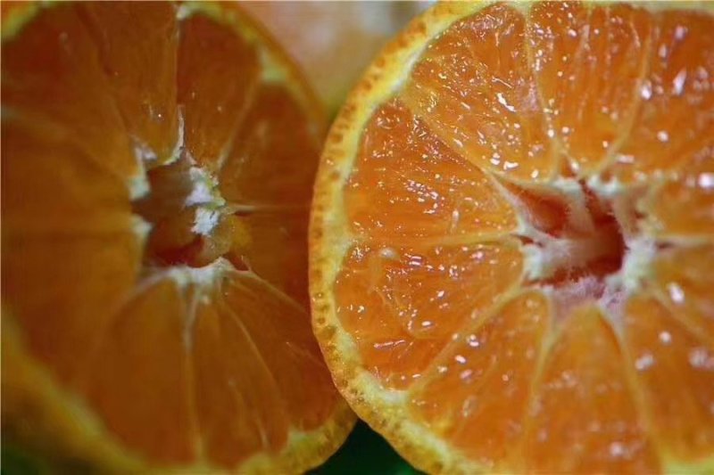 石棉黄果柑酸甜柑橘鲜甜多汁当季新鲜水果产地直销