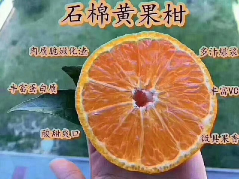 石棉黄果柑酸甜柑橘鲜甜多汁当季新鲜水果产地直销