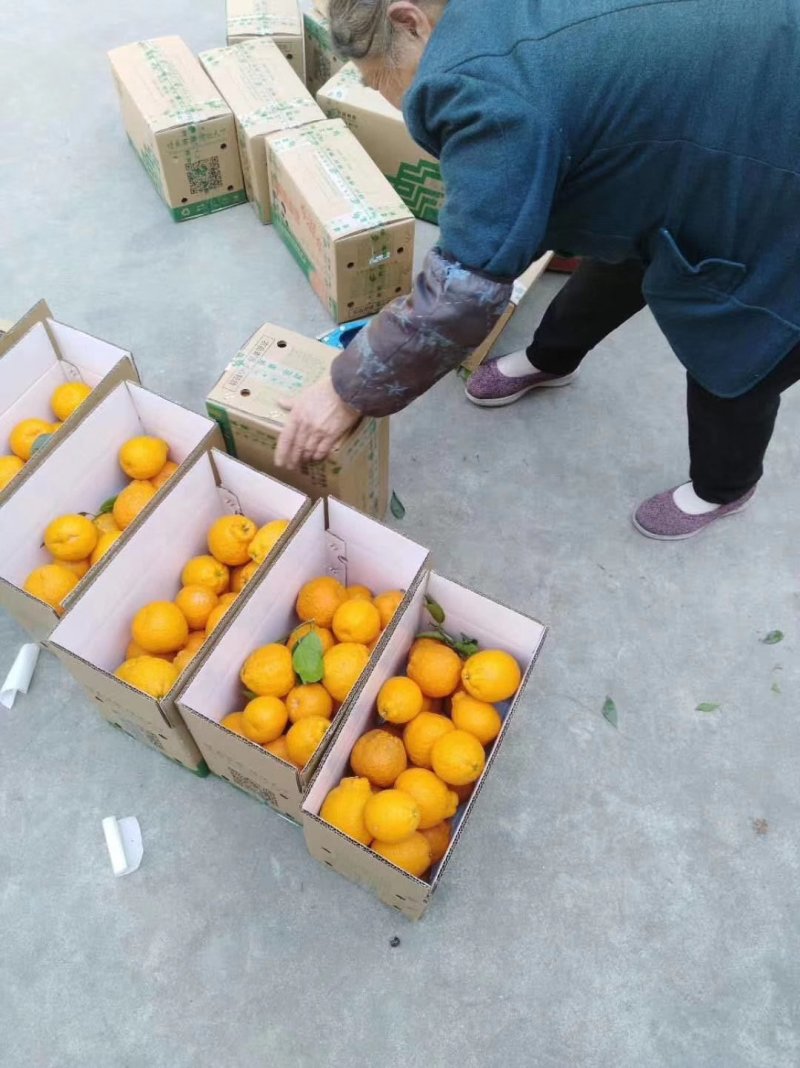 石棉黄果柑酸甜柑橘鲜甜多汁当季新鲜水果产地直销