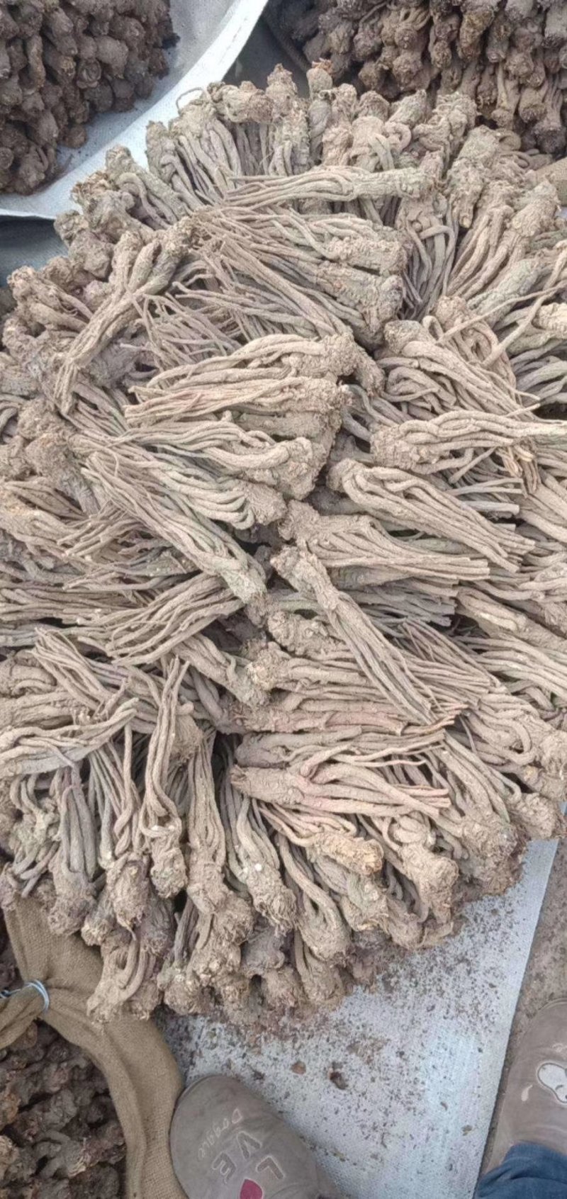 甘肃岷县全当归500g包邮产地批发特大大当归当归头片