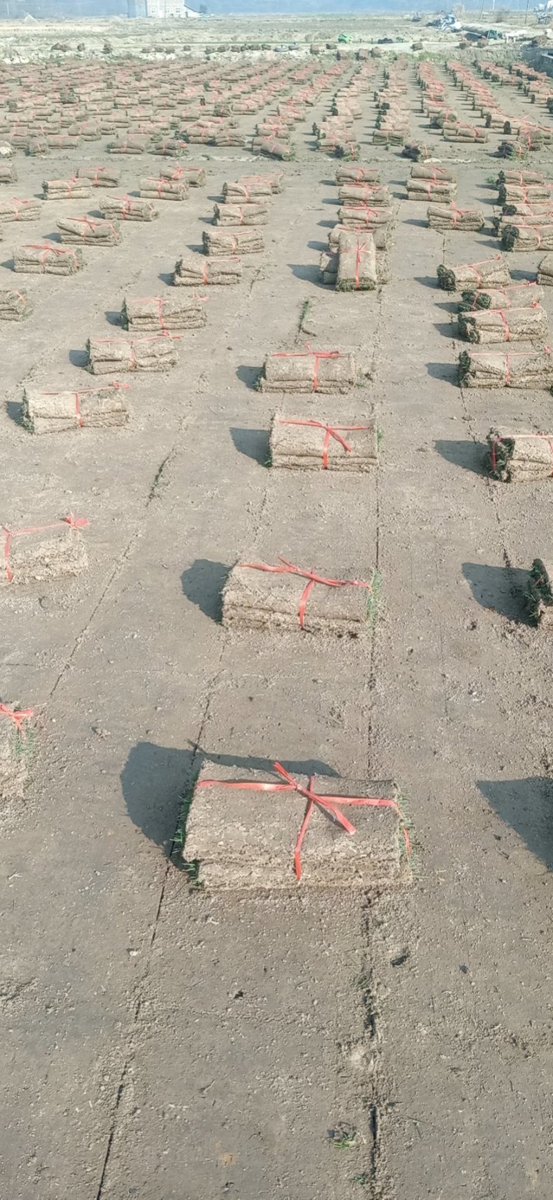 【牛商推荐】优质草坪草，常年供应，各种规格，货量充足