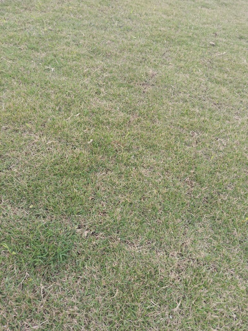 【牛商推荐】优质草坪草，常年供应，各种规格，货量充足