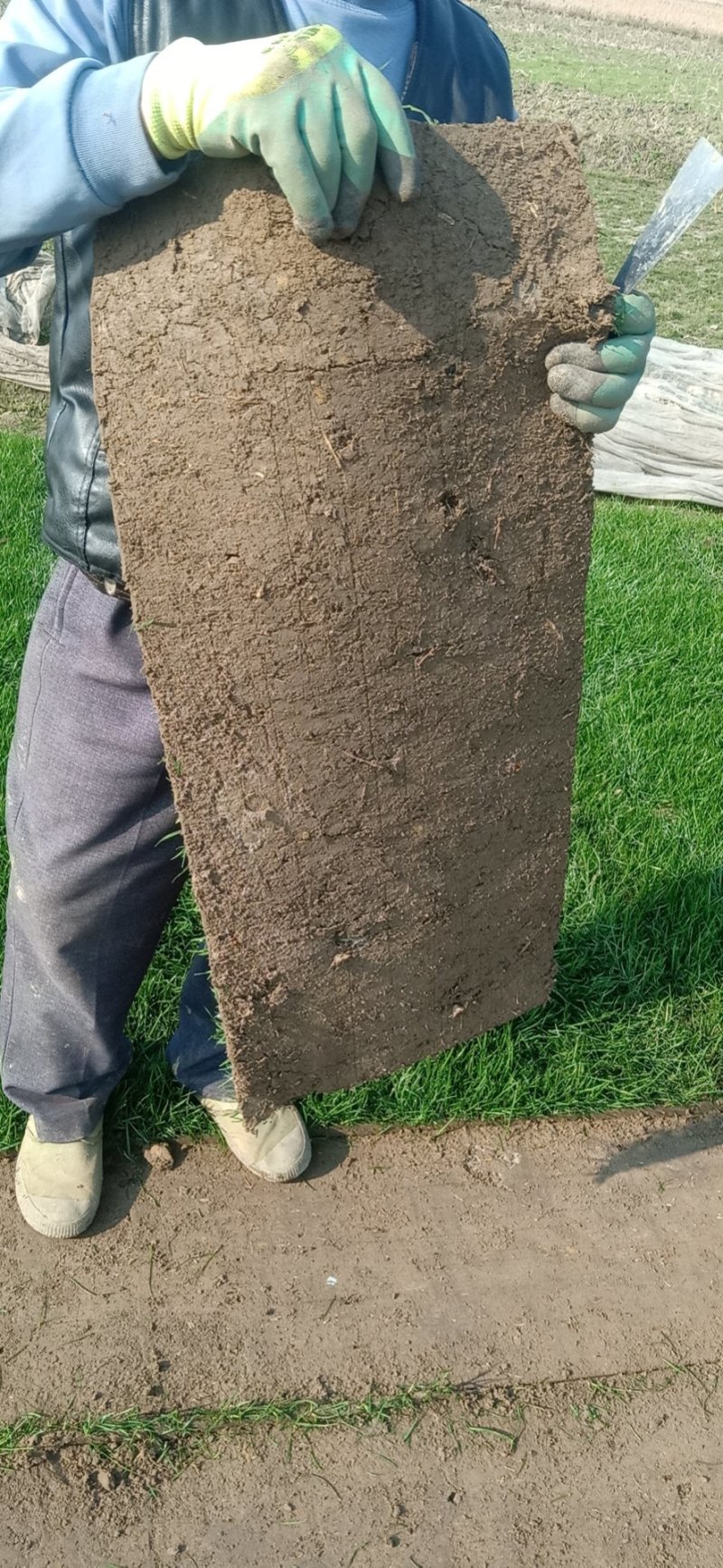 【牛商推荐】优质草坪草，常年供应，各种规格，货量充足