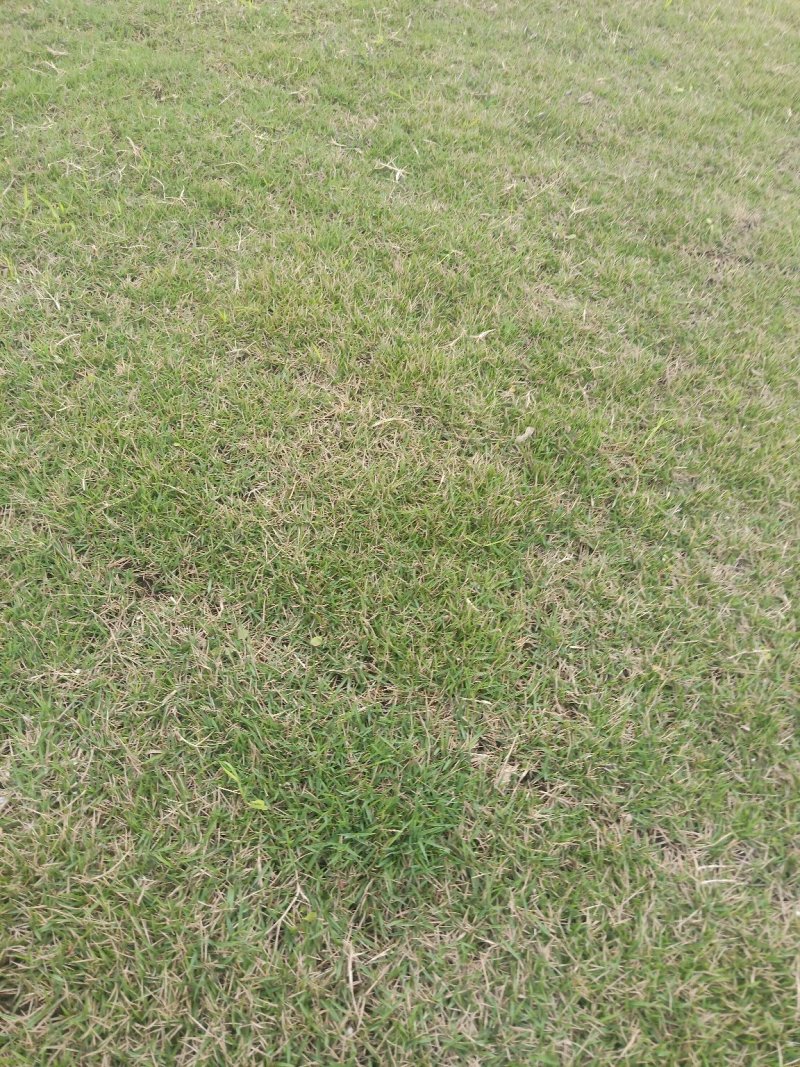 【牛商推荐】优质草坪草，常年供应，各种规格，货量充足