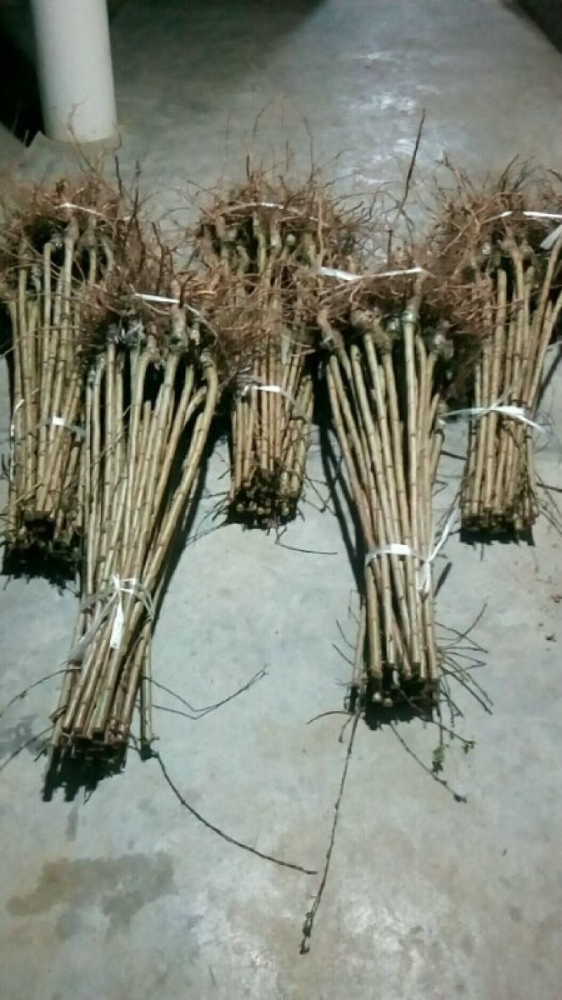 四川巴山脆李树苗，产地直销