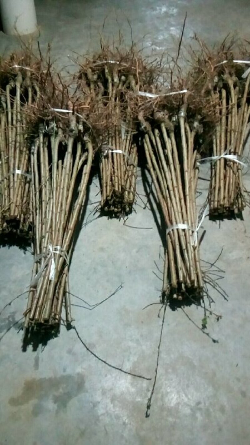 四川巴山脆李树苗，产地直销