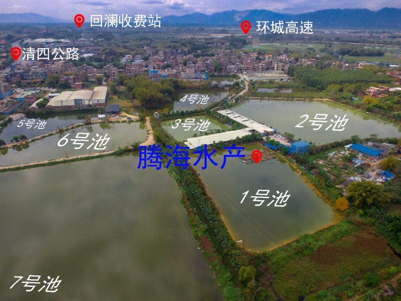 泥鳅水花/泥鳅苗批发/签合同回收/技术指导