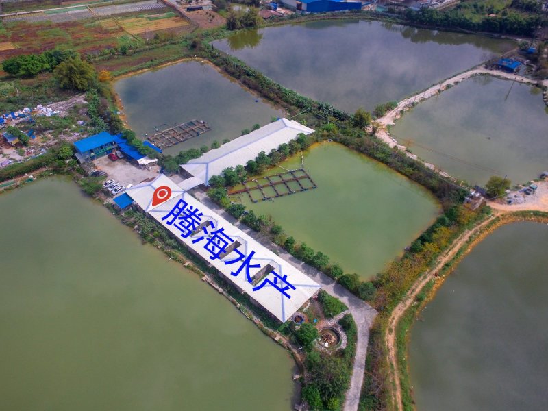 泥鳅水花/泥鳅苗批发/签合同回收/技术指导
