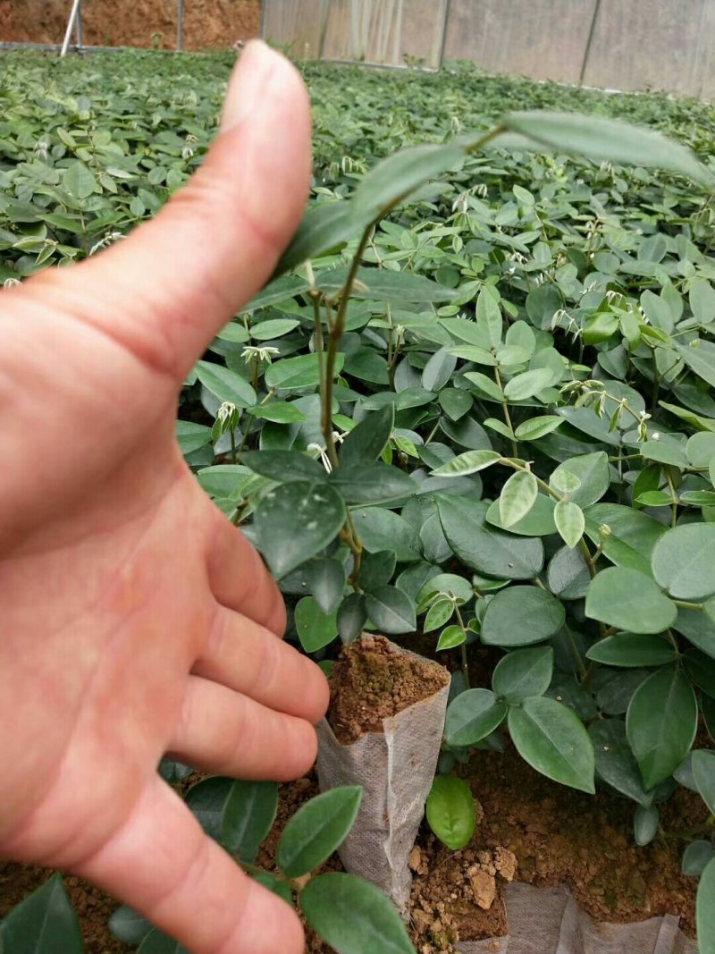 山豆根种苗