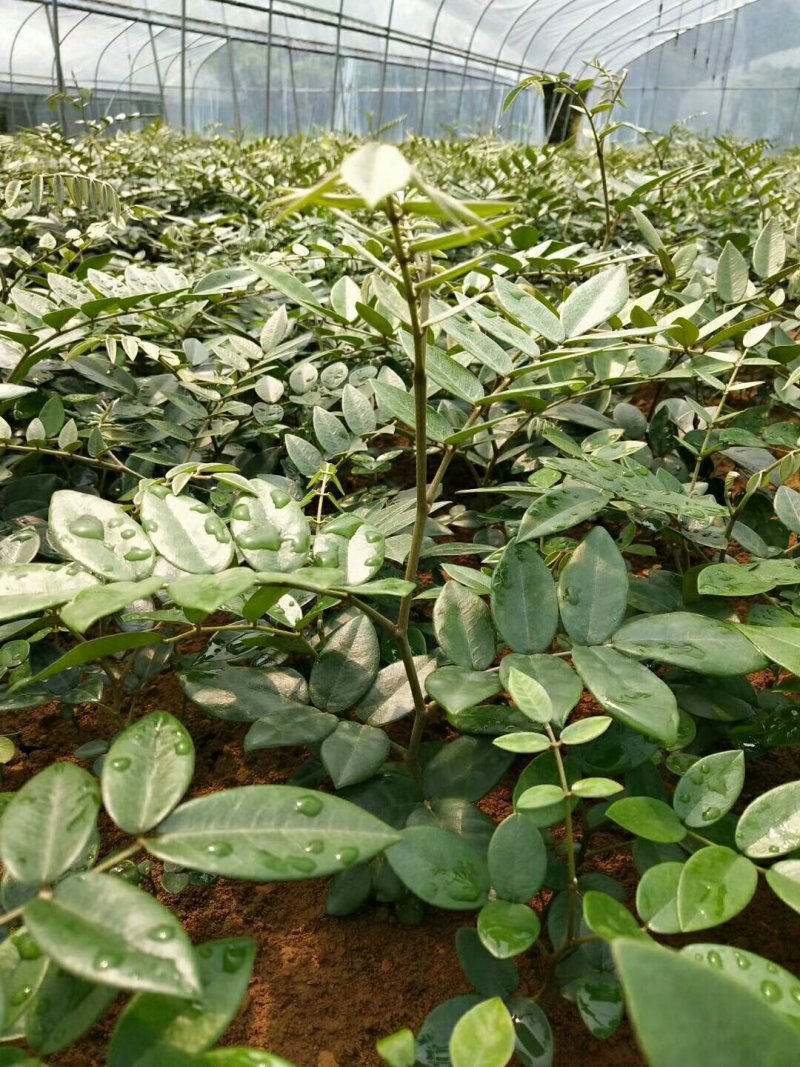 山豆根种苗