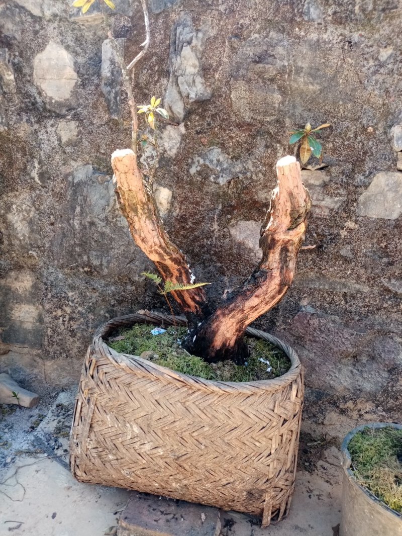 马缨花下山桩