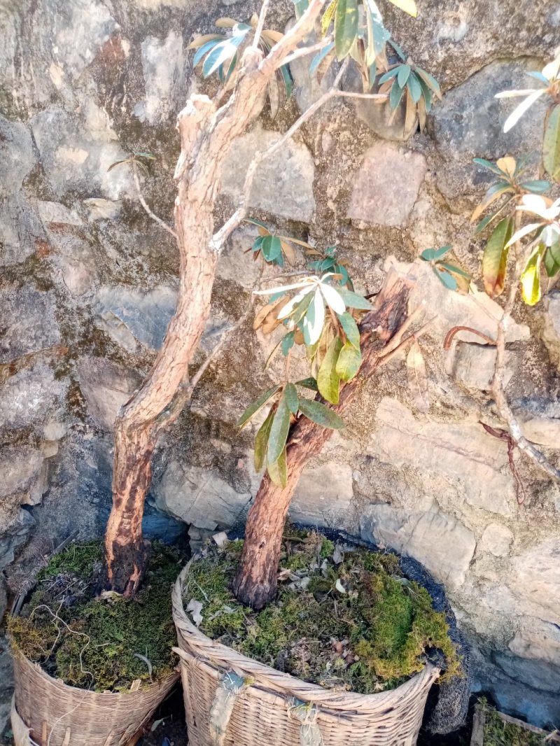 马缨花下山桩