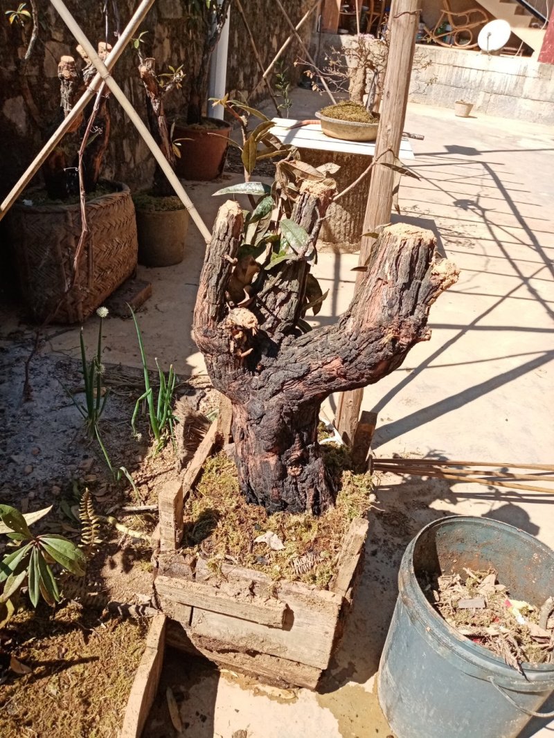 马缨花下山桩