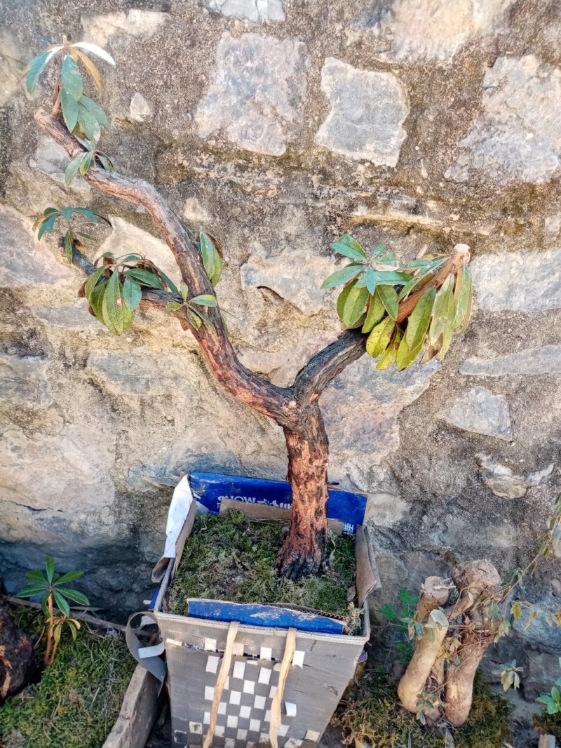 马缨花下山桩