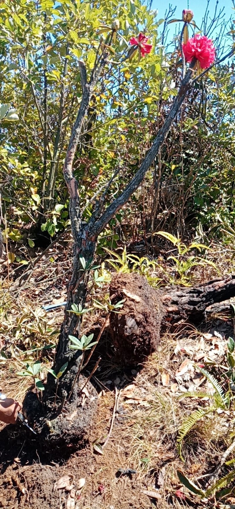 马缨花下山桩