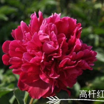 观赏芍药重瓣芍药多花芍药芍药菏泽芍药